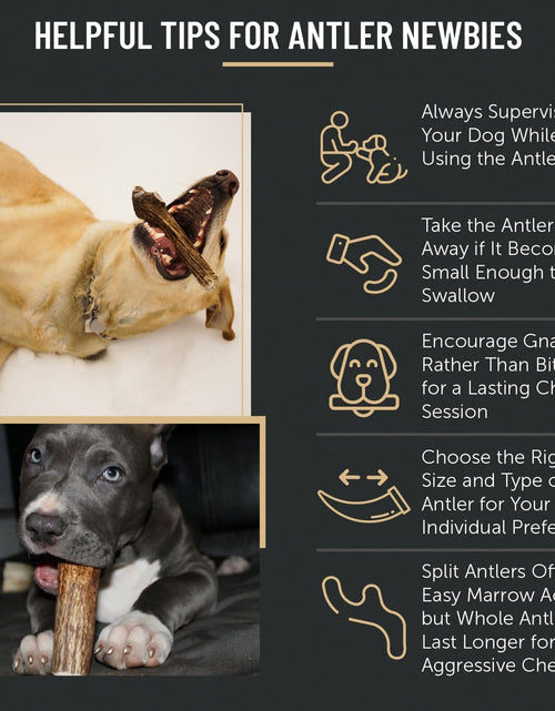 Load image into Gallery viewer, Premium Elk Antler Dog Chews (1 Pound Box) (Small (7-8 Pieces) Whole/Split Mixed)
