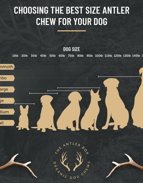 Load image into Gallery viewer, Premium Elk Antler Dog Chews (1 Pound Box) (Small (7-8 Pieces) Whole/Split Mixed)
